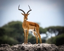 Male Gazelle