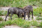 Baby Warthogs playing