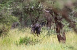 Cape Buffalo (3)