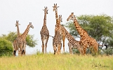 Giraffes (2)