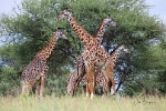 Giraffes (4)