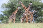 Giraffes (5)
