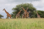 Giraffes (3)