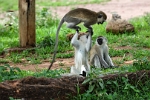 Young Vervets Playing