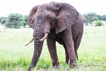 Elephant (2)
