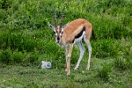 Gazelle (2)
