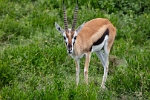 Gazelle (3)