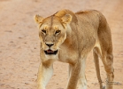 Female Lion (2)