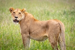 Lion Cub (2)