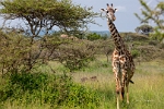 Giraffe (3)