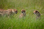 Cheetahs Pride