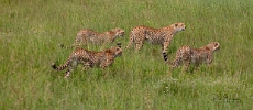 Cheetahs hunting (2)