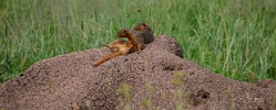 Banded Mongoose on abandoned ant mound
