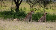 Cheetahs  (2)