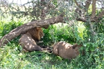 Male Lion Resting