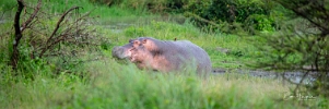 Hippo (3)