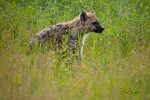 Hyena (2)