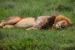 Lion Resting after zebra kill