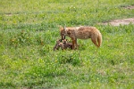 Jackal with pups