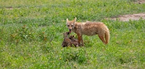 Jackal mom with pups