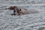 Hippos  (2)
