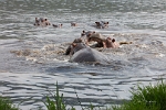 Hippos Fighting