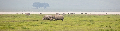 Rhino (3)
