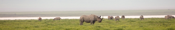 Rhino (4)