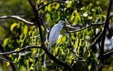 Egret  - Costa Rica