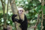 Capuchin  (2)