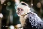 Capuchin 