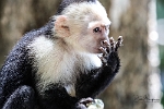 Capuchin (3)