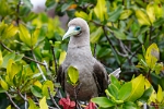 Red footed booby (2)
