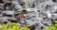 Red Footed booby landing