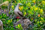 Red footed booby (3)