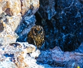Short Eared Owl - Galapagos