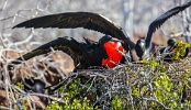 Male Frigate Bird  courting