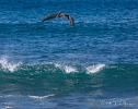 Pelican in flight (2)