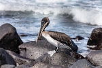 Pelican (2)