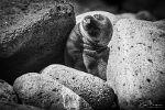 Baby Fur Seal (2)