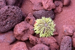 Urchin against red soil