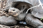 Galapagos Tortoise (2)