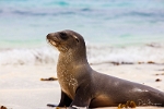 Fur Seal- AKA Sea Lion