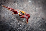 Sally Lightfoot crab (2)