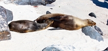 Fur seal nursing