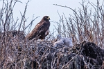 Galapagos Hawk with chick