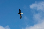 Albatros in Flight