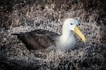 Albatross Nesting