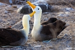 Albatross courting